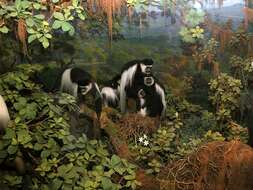 Image of Mantled Colobus