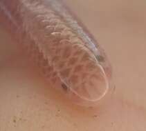 Image of Earthworm Blind Snake