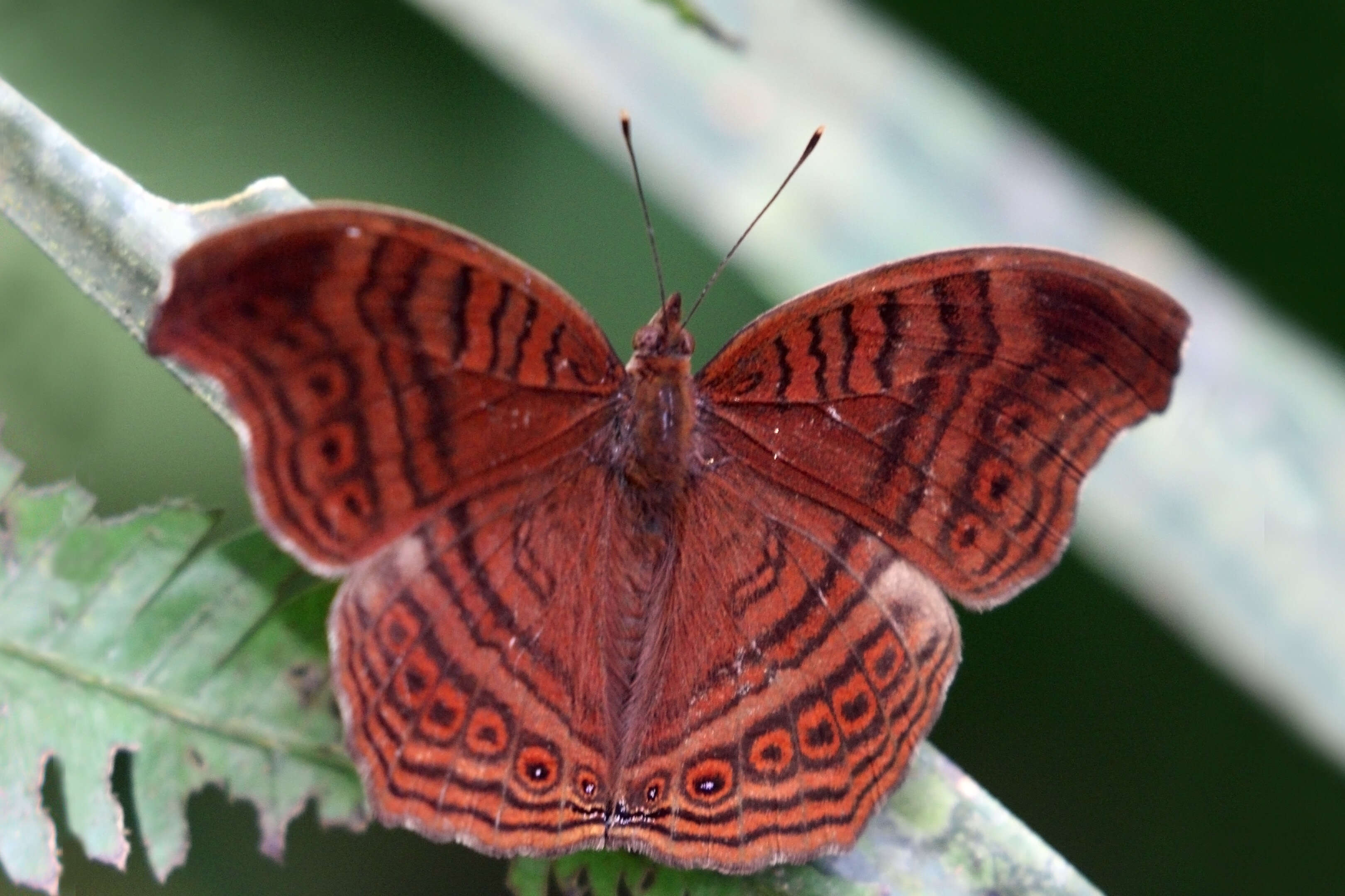 Imagem de Junonia stygia Aurivillius 1894