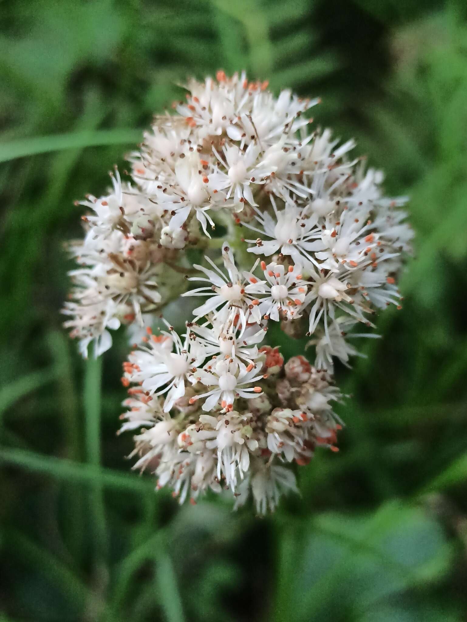 Image of Micranthes manchuriensis (Engl.) Gornall & H. Ohba