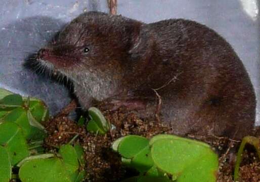 Image of Iberian Shrew