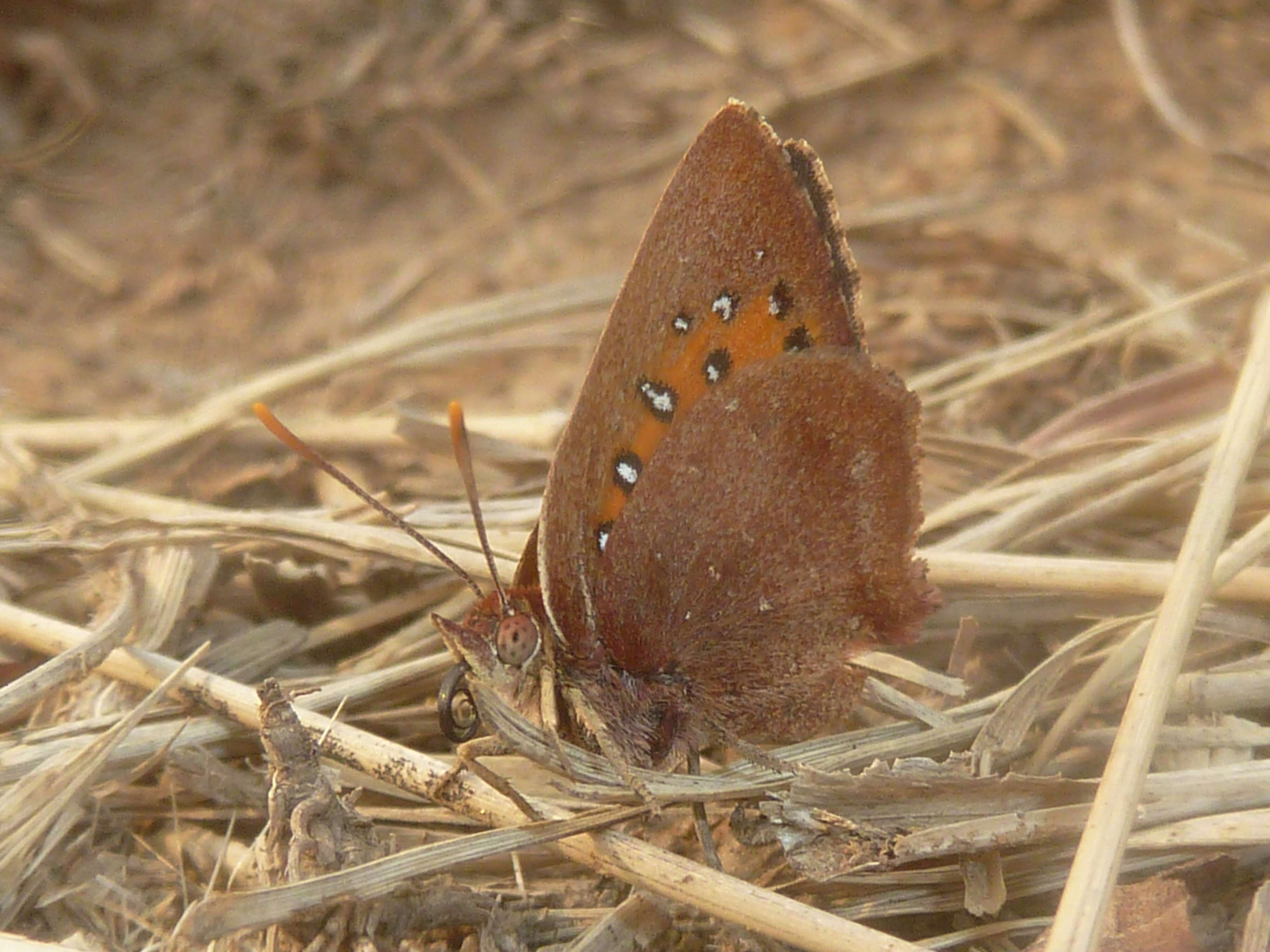 Image of Aloeides aranda (Wallengren 1857)