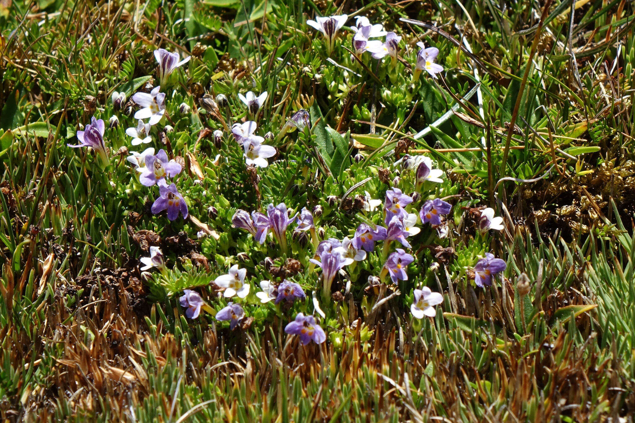 Image of Euphrasia dyeri Wettst.