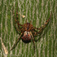 Image of Australomimetus burnetti Heimer 1986