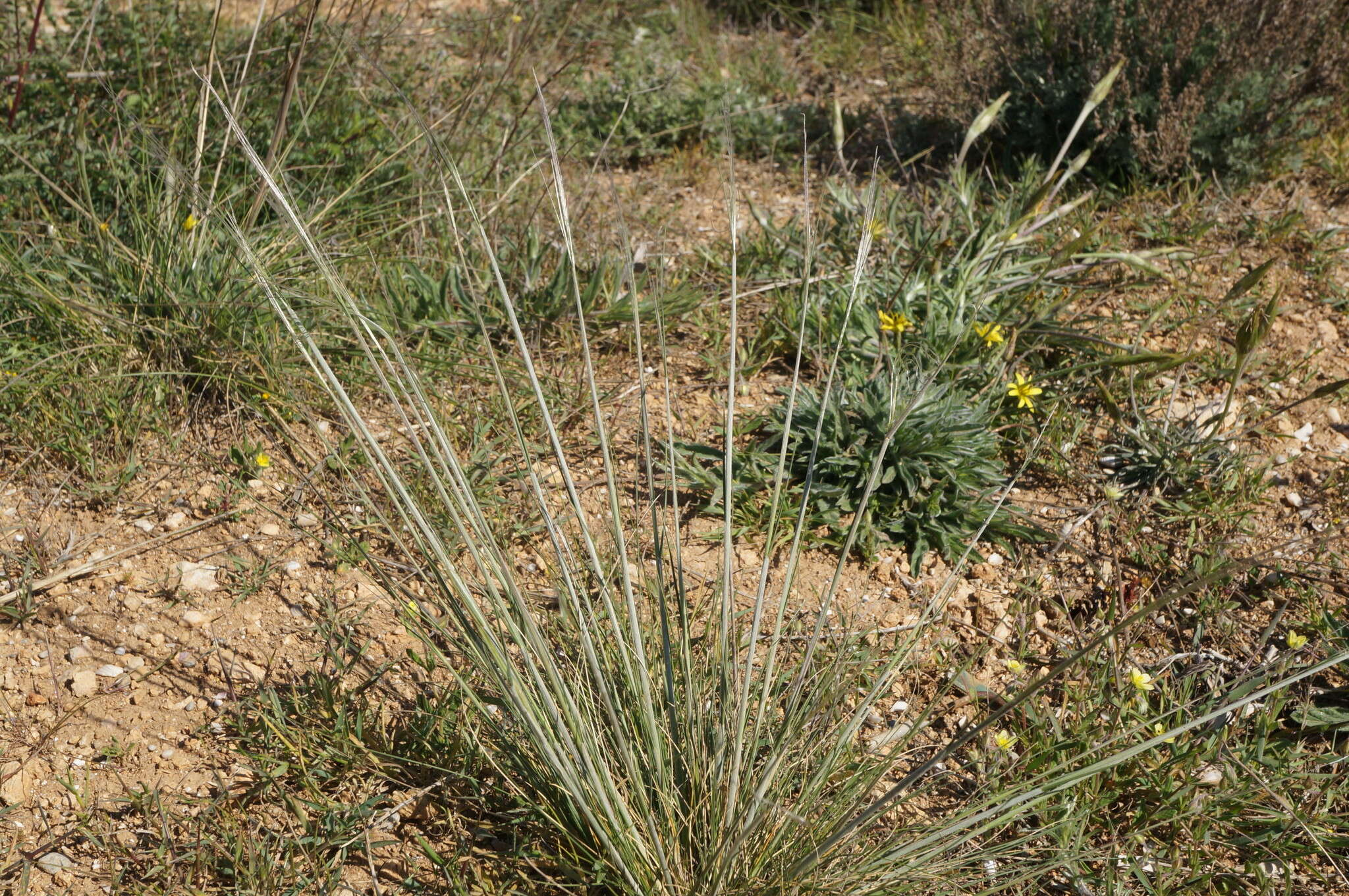 Image of Needle Grass