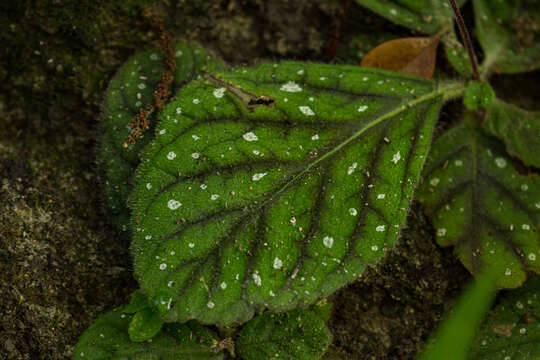 Image of Gloxinia erinoides (DC.) Roalson & Boggan