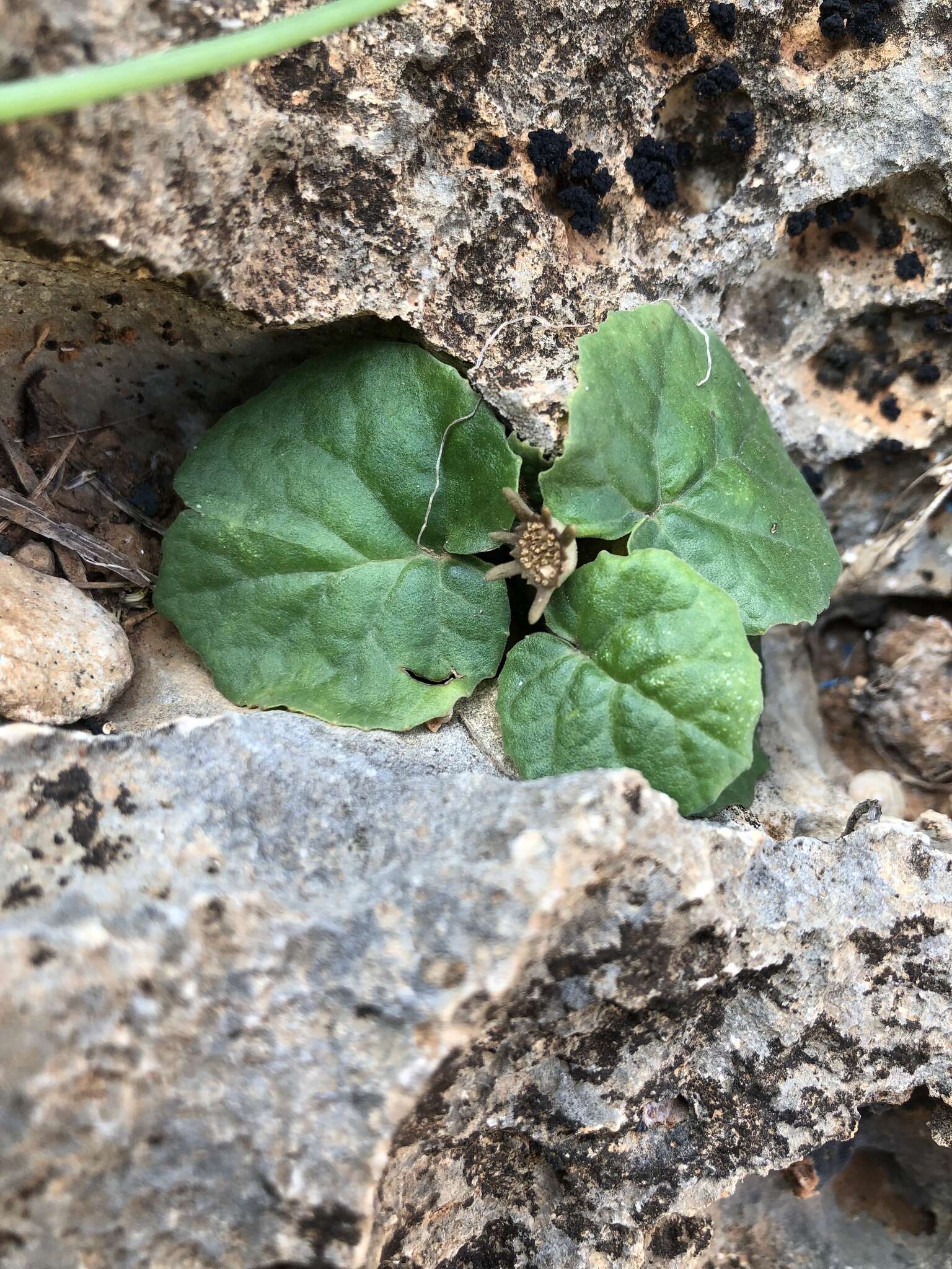 Image of Dorstenia socotrana A. G. Miller