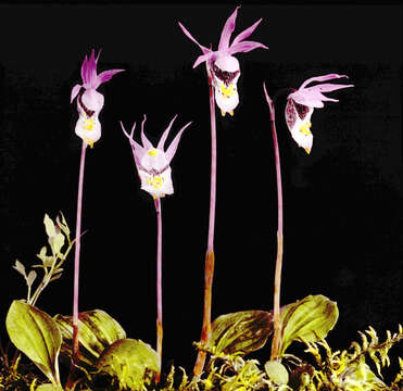 Image of calypso orchid