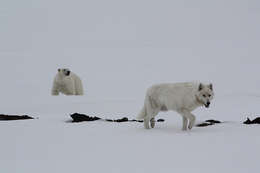 Image of Arctic wolf