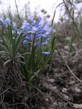 Image of Hyacinthella pallasiana (Steven) Losinsk.