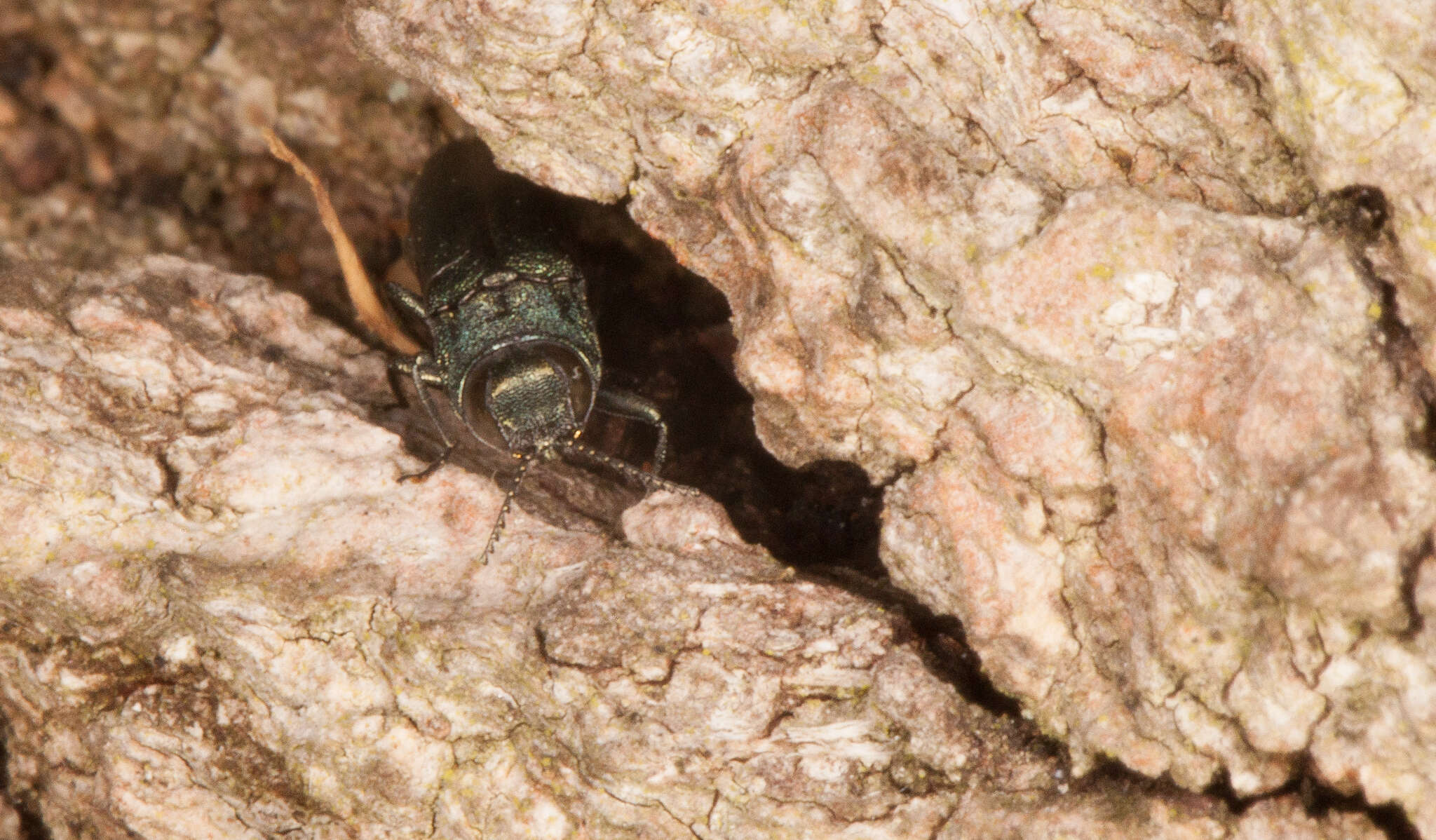 Image of European Oak Borer