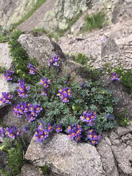 Image of Alpine toadflax