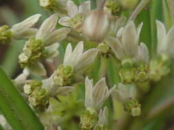 Image de Xysmalobium involucratum (E. Mey.) Decne.