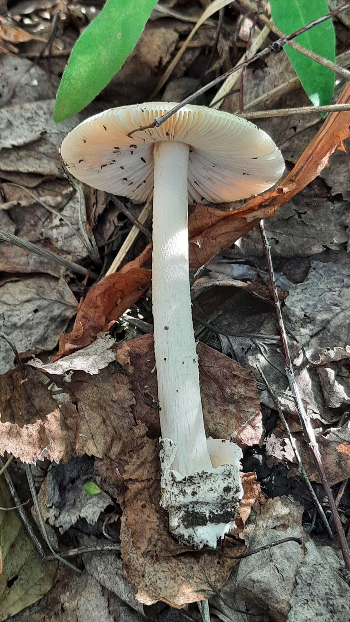 Image de Amanita contui Bon & Courtec. 1989