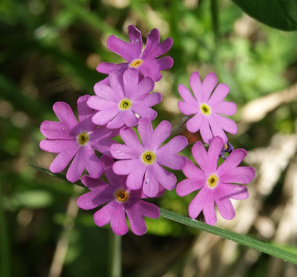 Plancia ëd Primula farinosa L.