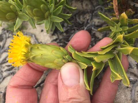 Image of Pteronia onobromoides DC.