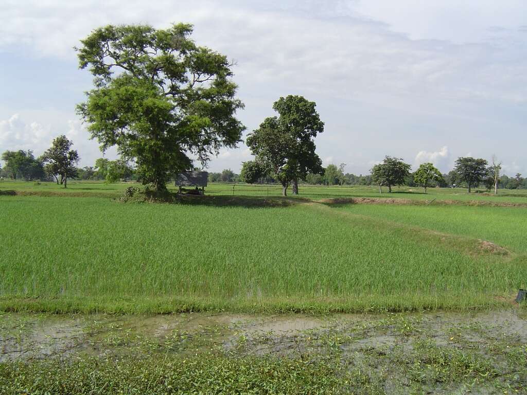 Image of rice