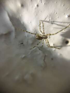 Image of cave cobweb spiders