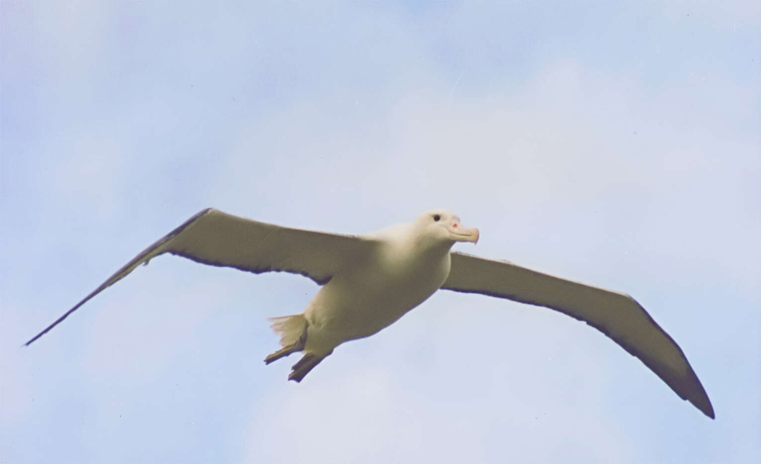 Image of Royal Albatross