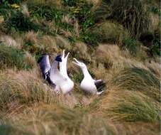 Image of Royal Albatross