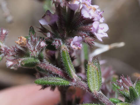 Image of Micromeria canariensis (P. Pérez) Puppo