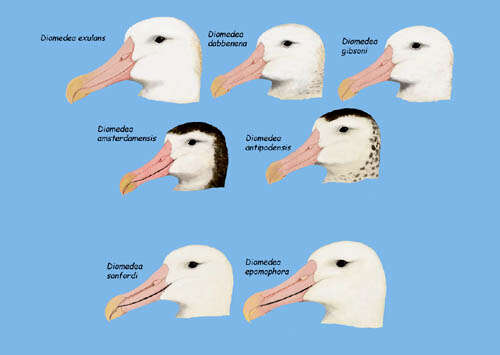 Image de Albatros des Antipodes