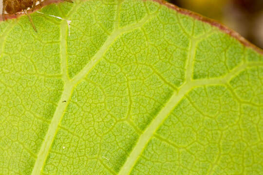 Image of European smoketree