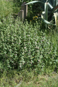 Image of Phlomis bovei de Noé