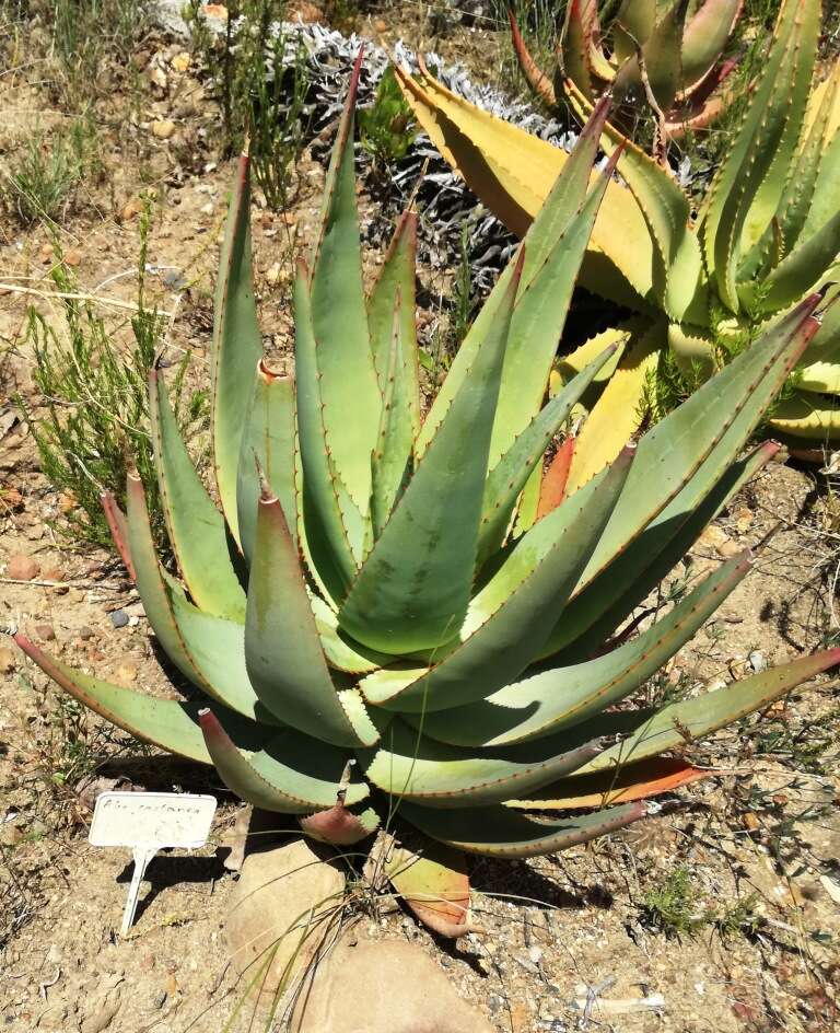 Image of Aloe castanea Schönland