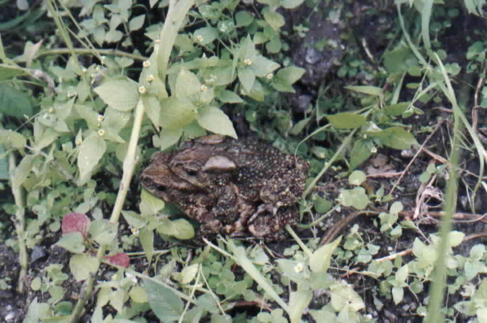 Image of Himalayan Toad