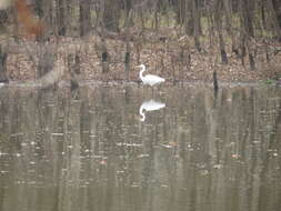 Image of Ardea alba egretta Gmelin & JF 1789