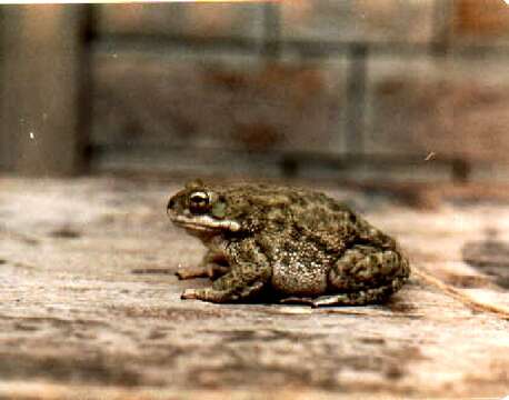 Image of Indus Valley Toad