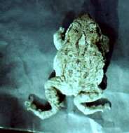 Image of Indus Valley Toad