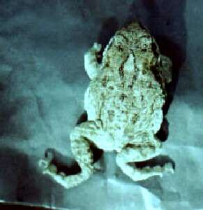 Image of Indus Valley Toad