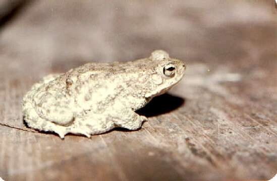 Image of Indus Valley Toad