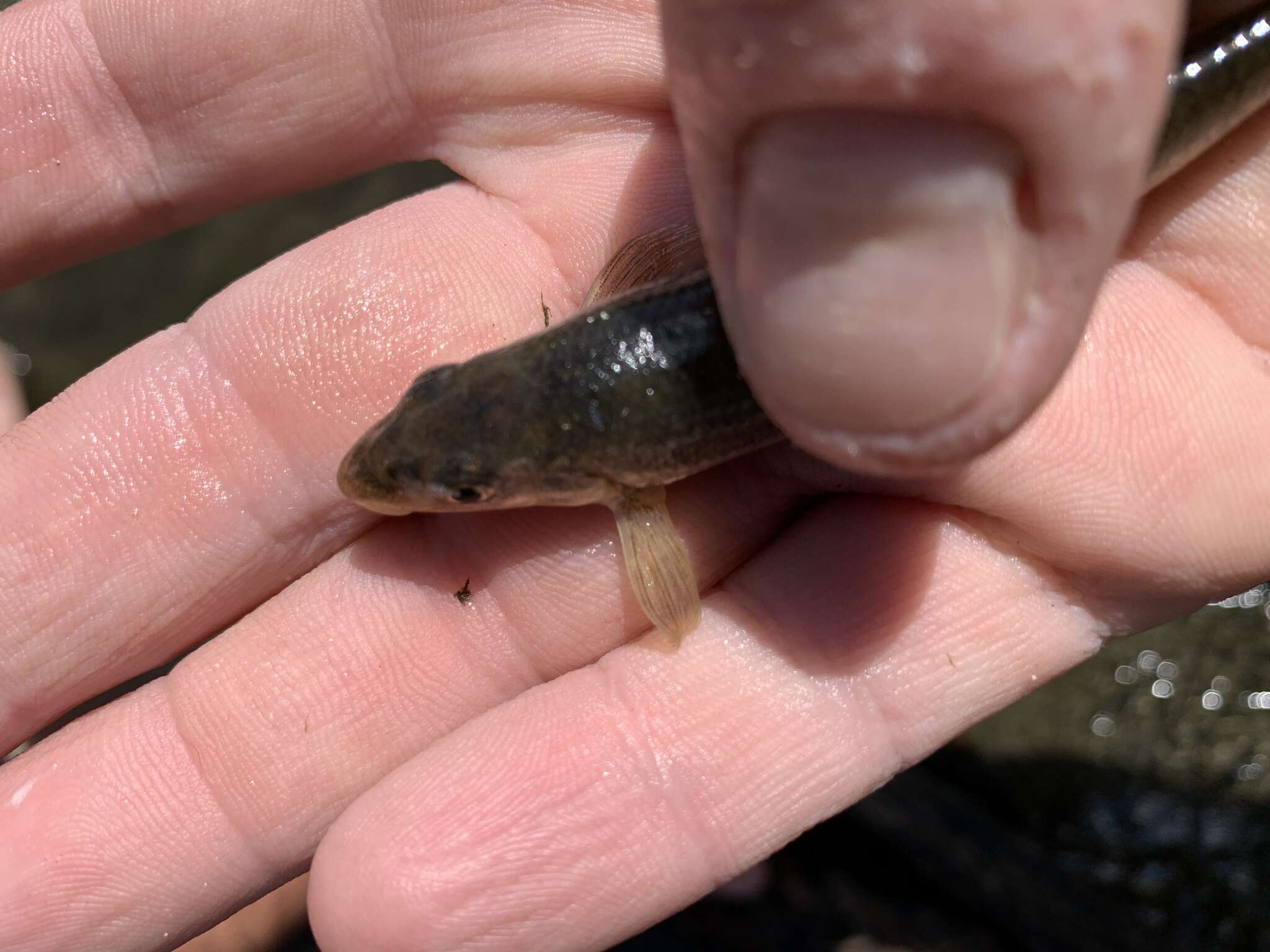 Image of Suckermouth Minnow