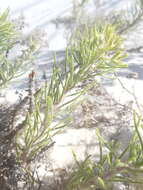 Image of sand fiddleleaf