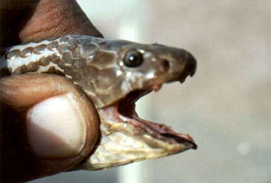 Image of Central Asian Cobra