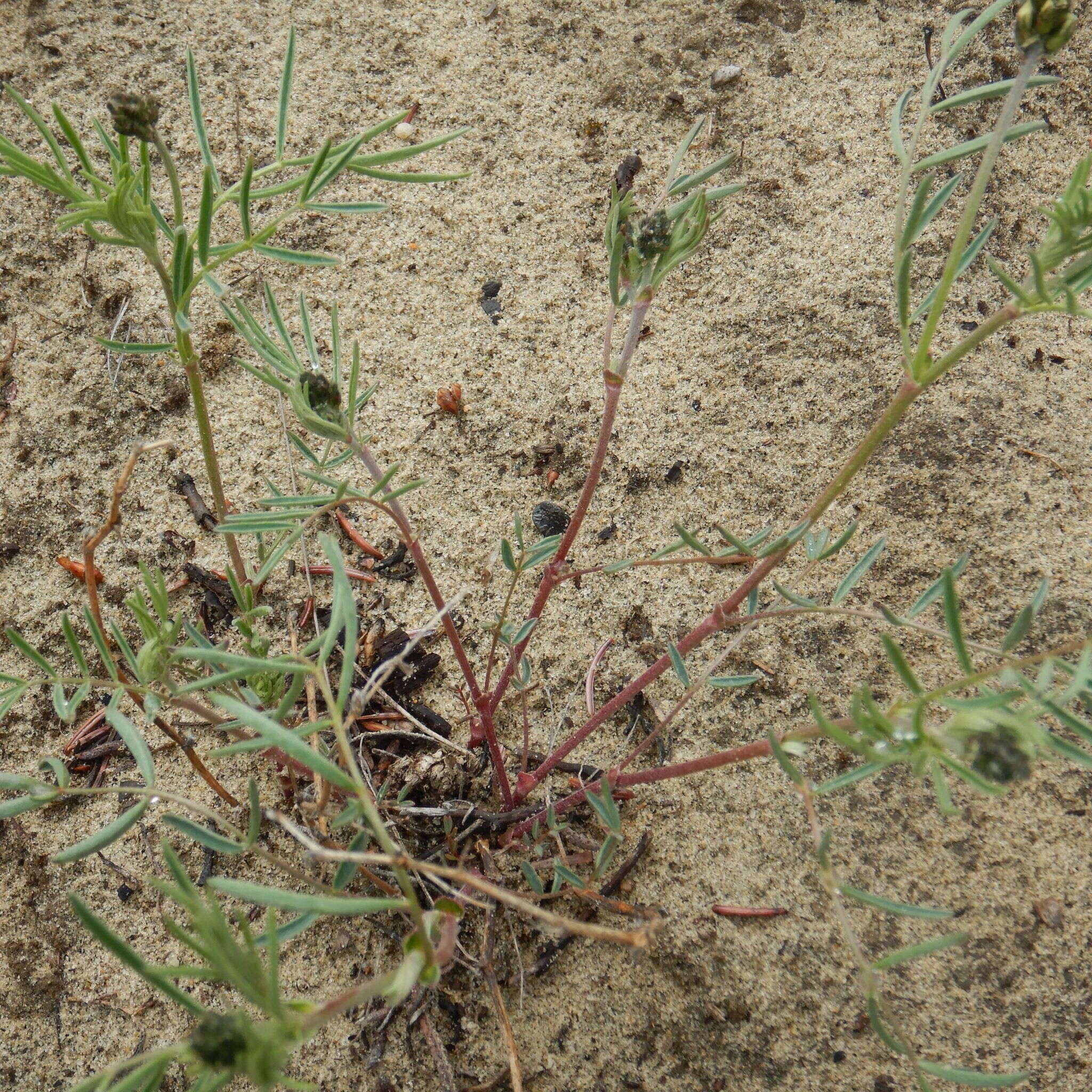 صورة Astragalus australis (L.) Lam.