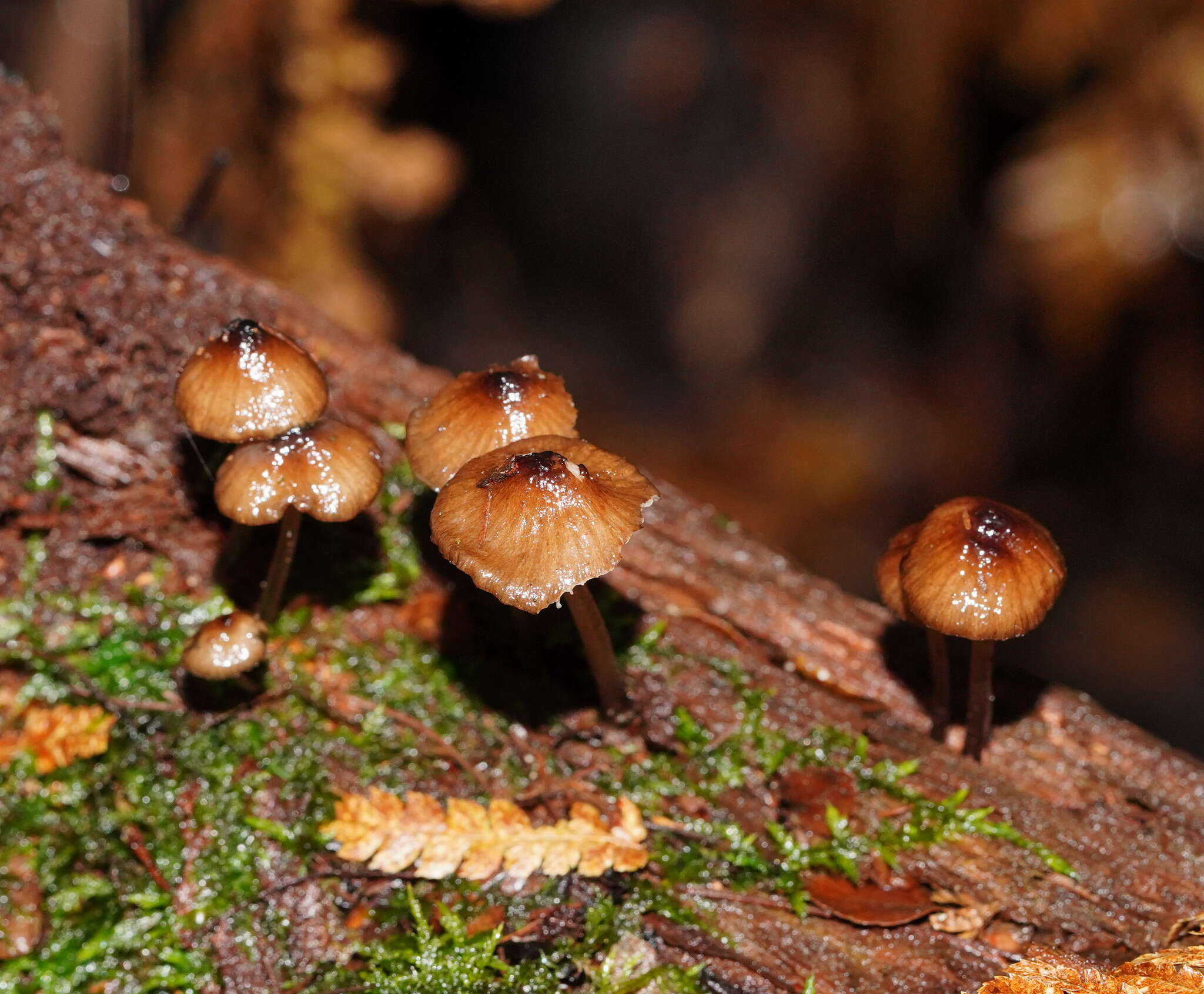 Sivun Mycena mulawaestris Grgur. 2003 kuva