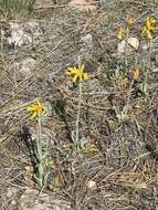 Image of Flagstaff ragwort