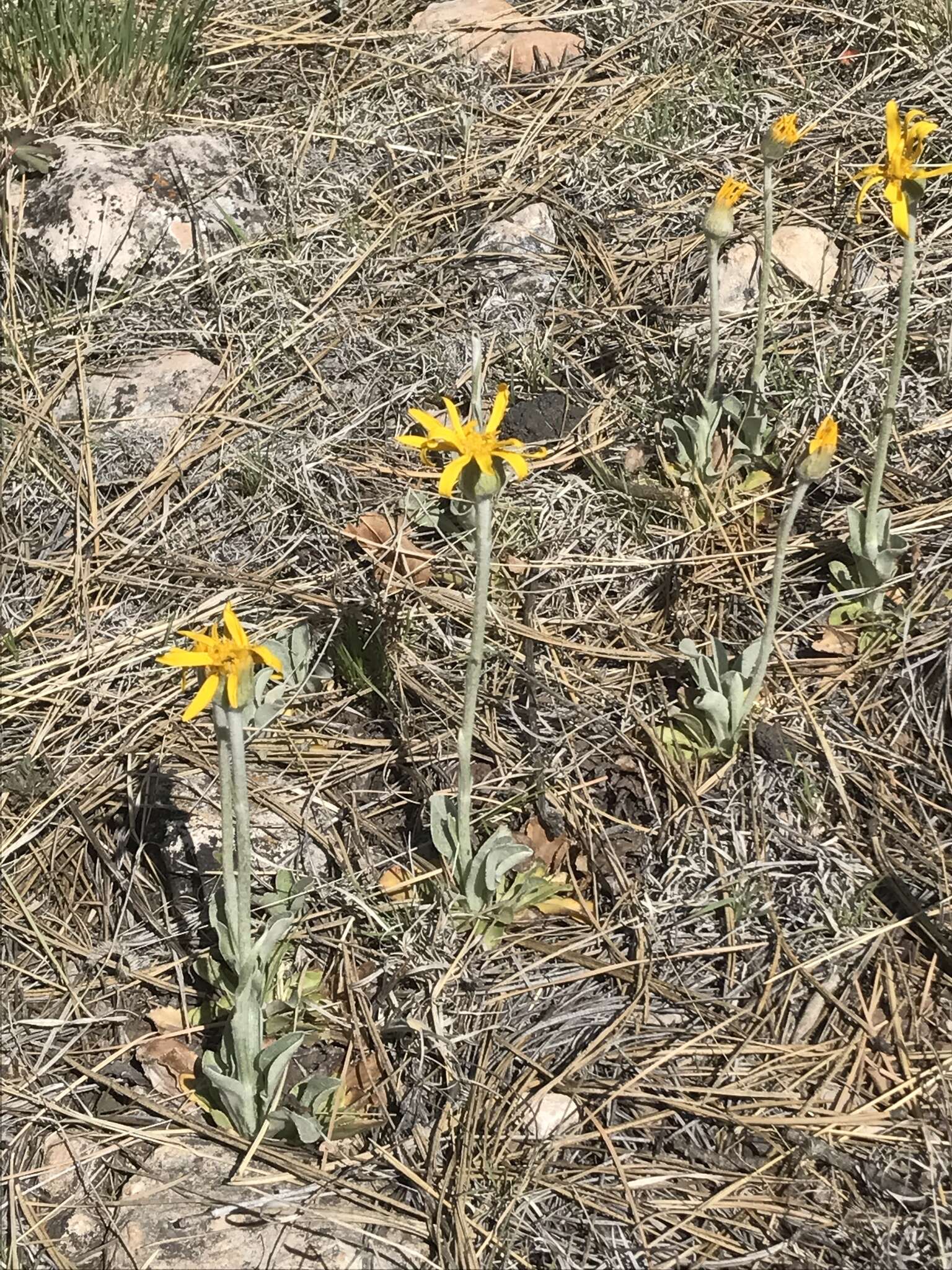 Image of Flagstaff ragwort