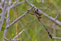 Image of Macrothemis imitans Karsch 1890