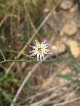 Image of Huachuca hawkweed