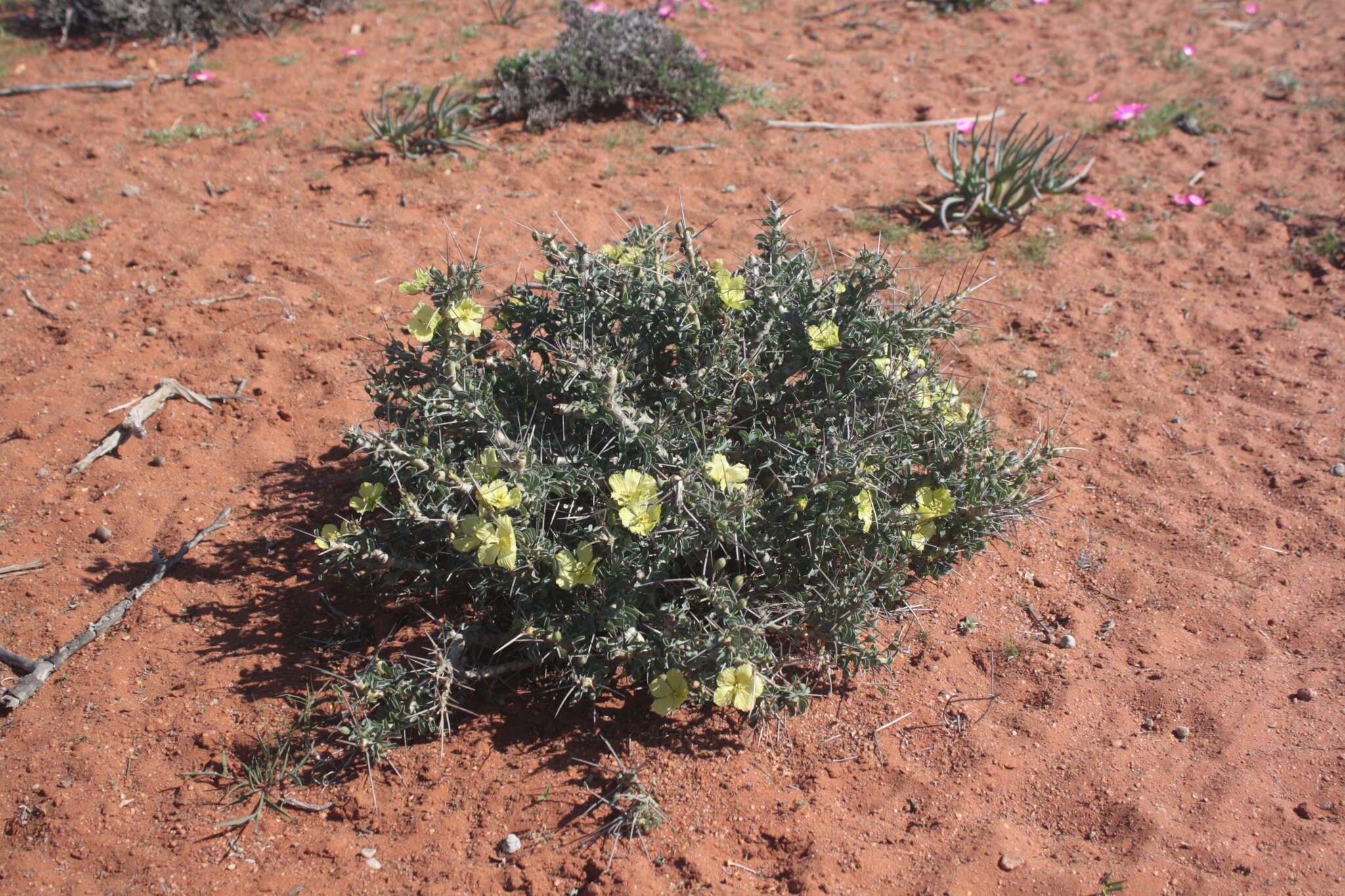 Image of Monsonia lheritieri (Sw.) Steud.