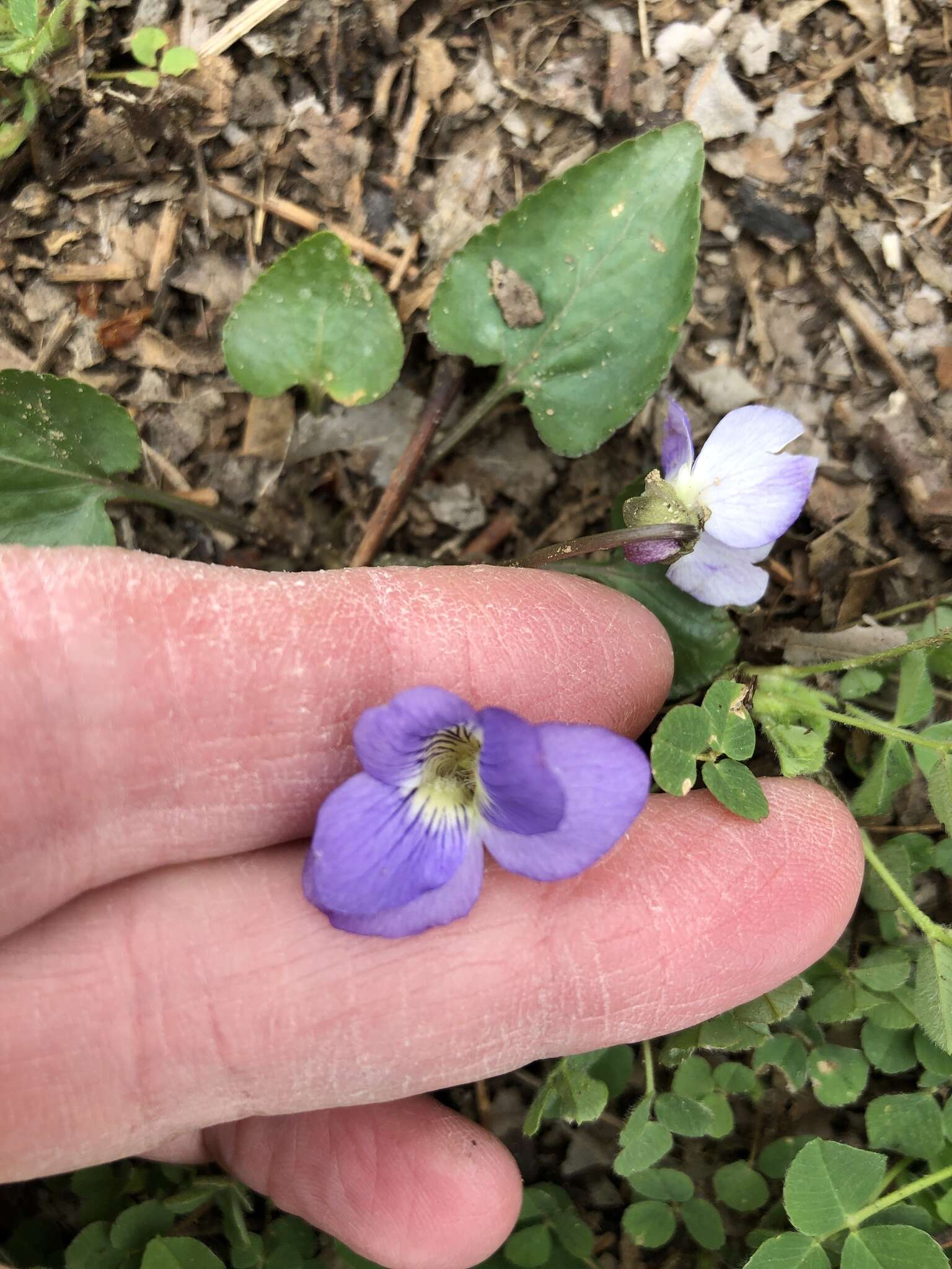 Image of Langlois' Violet