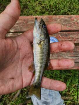 Image of Shoal bass