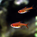 Image of Ember tetra