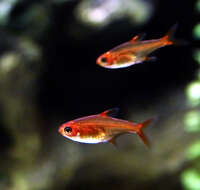 Image of Ember tetra