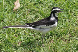 Image of African Pied Wagtail